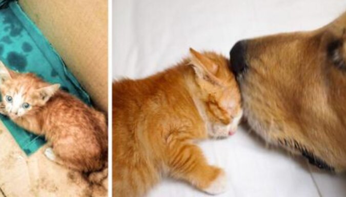 Pies uratował małego kociaka i teraz są nierozłącznymi przyjaciółmi