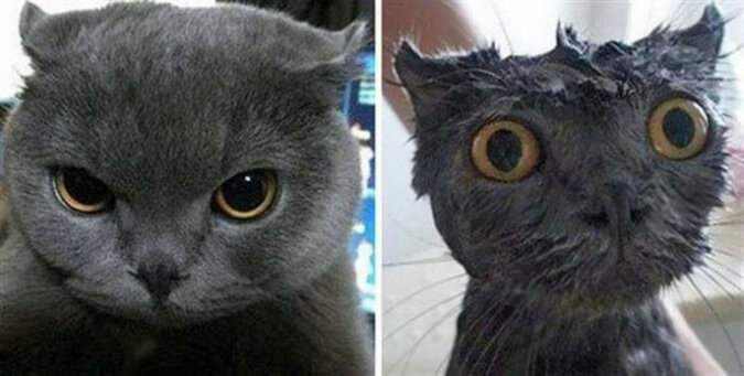 Zdjęcia kotów przed i po kąpieli