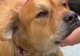 Rodzina pojechała do schroniska, aby wybrać szczeniaka, a wróciła do domu z najstarszym psem, jaki tam był