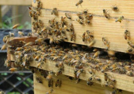 Pszczoły uznane są za najważniejsze stworzenia na Ziemi