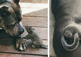 Agresywny pitbull zastąpił matkę dla osieroconej małej wiewiórki