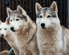 Husky dręczyła nuda za wysokim płotem. I wtedy ich właściciel wymyślił to