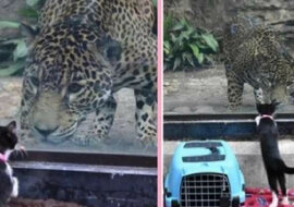 Do zoo przywieziono bezdomne zwierzęta, aby zapoznać je z lokalnymi zwierzętami