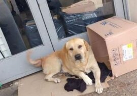 Pewien wierny labrador siedział przy drzwiach szpitala przez 7 dni, czekając na swojego pana
