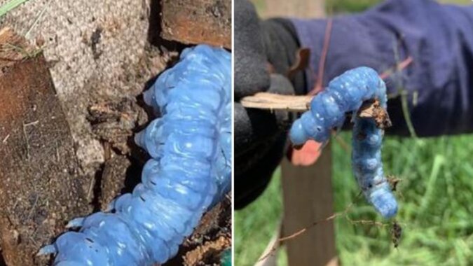 Dziwaczna niebieska gąsienica zmieszała naukowców