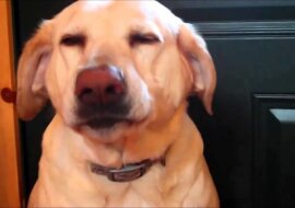 Właściciel pyta psa, który zjadł karmę dla kotów. Uwaga na mimikę psa