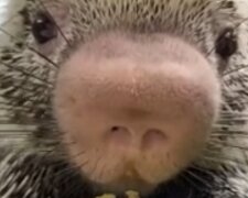 Zbyt urocze wideo z amerykańskiego Zoo zebrało miliony wyświetleń. Spójrzcie tylko