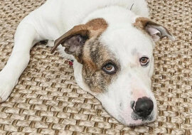 Piesek opiekuje się dziećmi przez całą dobę. Wideo