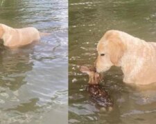 Pies rasy goldendoodle uratował małego jelenia z jeziora