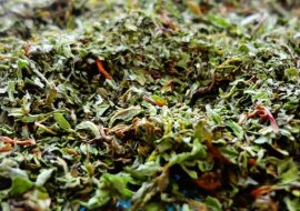 Koniecznie zrób zapasy tego zioła. Zobacz dlaczego