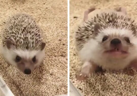 Te pociągające się zwierzęta są po prostu cudowne