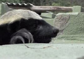 Wyjątkowy miodożer swoimi wybrykami doprowadził pracowników zoo do histerii