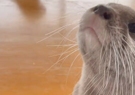 Nie można się oprzeć: wydry słodko błagają o smakołyk. Wideo