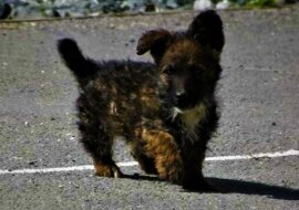 Chłopak o wielkim sercu i malutkim szczeniak Kluska