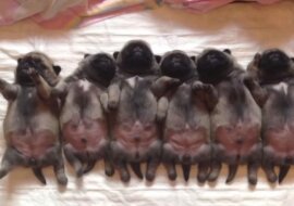 Śpiące szczeniaczki są naprawdę słodkie. Ten film rozstąpi serce każdego