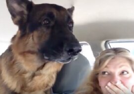 Pies zdał sobie sprawę, że jedzie do weterynarza. Jego reakcja rozbawiła właścicieli do łez