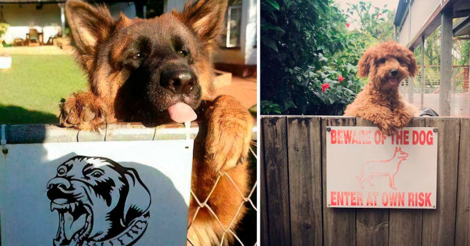15 przypadków, w których tabliczka „Uwaga agresywny pies” nie sprawdziła się