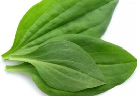 Babka to prawdziwy skarb naszego ogrodu. Zobacz dlaczego