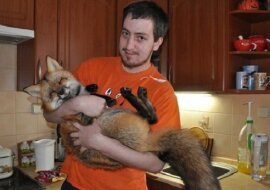 Mężczyzna zabrał chorego lisa z hodowli na furto i teraz to naprawdę piękny lis