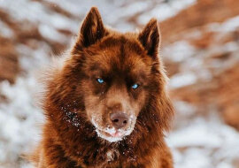 Ten rzadki brązowy Siberian Husky podbija serca swoim wyglądem