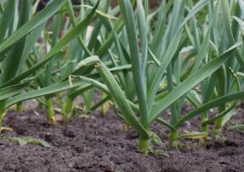 Wystarczy, że zastosujemy tą metodę nawożenia, a liście cebuli i czosnku nie zaczną żółknąć, a bulwy zaczną rosły intensywniej