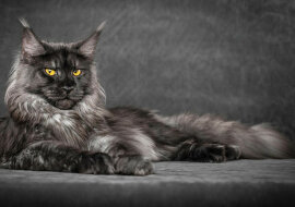 TOP 5 najbardziej mściwych ras kotów domowych