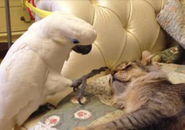 Nieśmiała papuga delikatnie budzi kotkę. Wideo