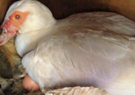 Rolnik zajrzał do kaczego gniazda. Był przerażony tym, co tam zobaczył