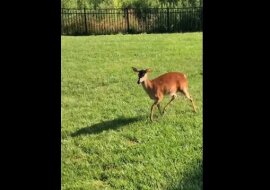 Psy chciały się pobawić z samicą jelenia, ale zobacz co stało się dalej