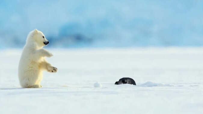 Uroczy niedźwiadek polarny podskoczył, gdy foka przebiła się przez lód