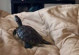 Ten dziwny żółw zachowuje się jak wierne zwierzę domowe: wideo