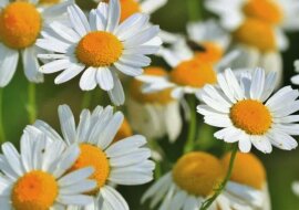 7 magicznych roślin, które możesz uprawiać w domu