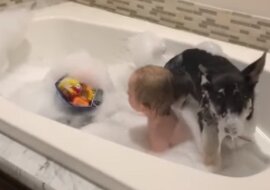 Owczarek niemiecki wskakuje do bąbelkowej kąpieli dziecka. Zobaczcie to zabawne nagranie