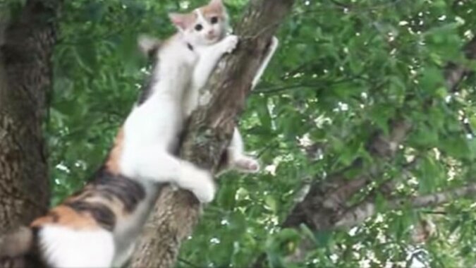 Bezradny kotek utknął na drzewie