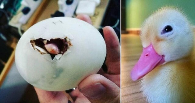 Z jajka, które kobieta kupiła we wietnamskiej restauracji, wylęgło się kaczątko, które stało się jej najlepszym przyjacielem