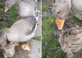 Gęsi szczypią cierpliwego kota. Wideo