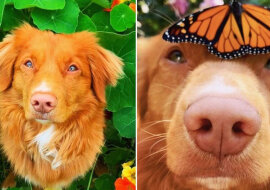 Pies uwielbia całym sercem swoich przyjaciół - motyli