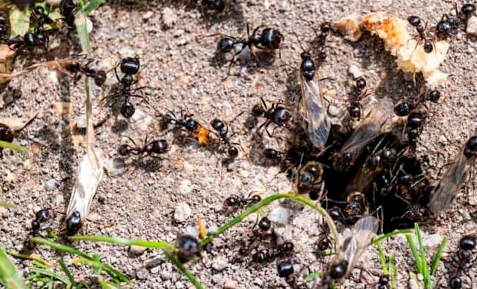 Najszybszy sposób na pozbycie się mrówek w ogrodzie