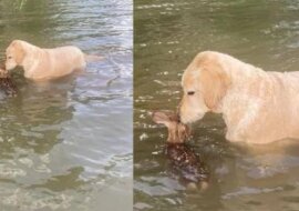 Pies rasy goldendoodle uratował małego jelenia z jeziora