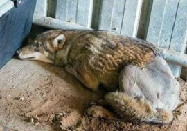 Mężczyzna zdecydował uratować wilka, który leżał w rowie w skutek potrącenia przez samochód. Zobaczcie co się wydarzyło później