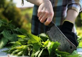 Nawóz z pokrzywy: jak przygotować i używać nawozu w płynie