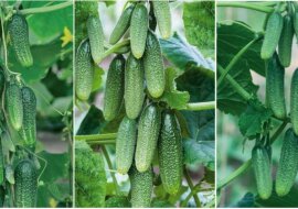 Jak przygotować nawóz dla ogórków, aby uzyskać dobre plony? Zobacz