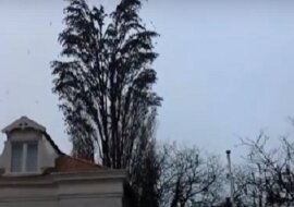 Nie spuszczaj oka z tego drzewa za chwilę stanie się coś niesamowitego