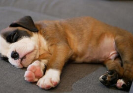 Para adoptowała szczeniaka, mając nadzieję, że pozostanie mały