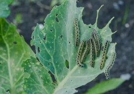 Jak pozbyć się irytujących gąsienic na kapuście
