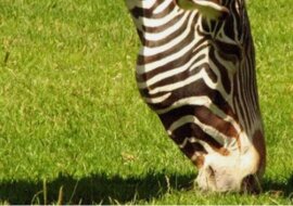 W Kenii zebra walczyła z dwoma krokodylami