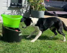 Pies chętnie bawi się sam - spójrzcie, jak szczęśliwy jest z piłką. Wideo