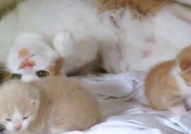 Kotka mama przytula swoje malutkie kocięta. Jakie to słodkie