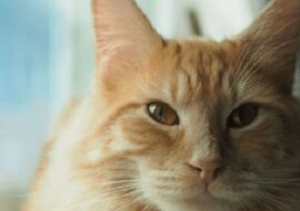 Niespokojny kot Tormund i jego nocne przygody pod muzykę