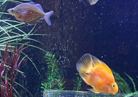 Idealne akwarium: szczęśliwy kotek i bezpieczne rybki